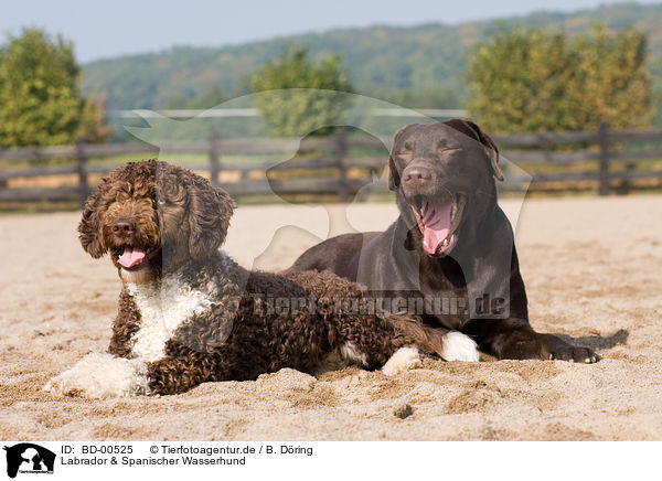 Labrador & Spanischer Wasserhund / BD-00525