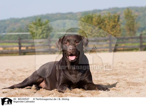 liegender Labrador / lying Labrador / BD-00527