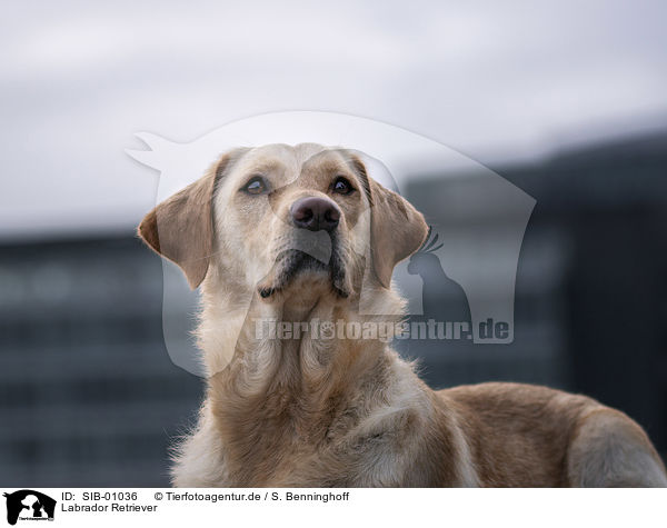 Labrador Retriever / Labrador Retriever / SIB-01036