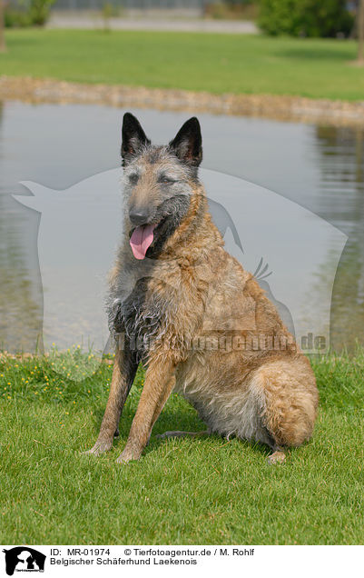 Belgischer Schferhund Laekenois / Laekenois / MR-01974