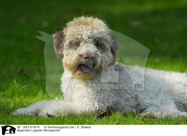 liegender Lagotto Romagnolo / lying Lagotto Romagnolo / SST-01814