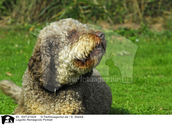 Lagotto Romagnolo Portrait / Lagotto Romagnolo Portrait / SST-01824