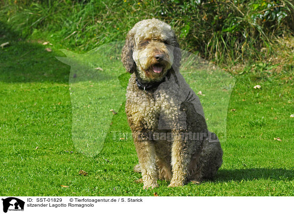 sitzender Lagotto Romagnolo / sitting Lagotto Romagnolo / SST-01829