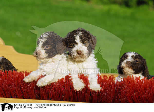 Lagotto Romagnolo Welpe / puppies / SST-01885