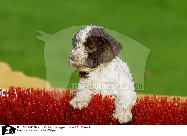 Lagotto Romagnolo Welpe / puppies / SST-01892