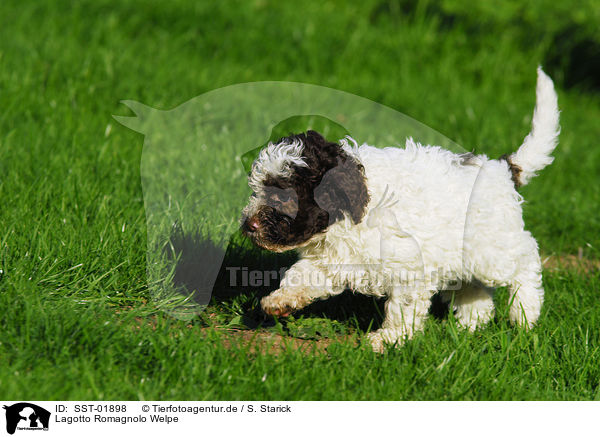 Lagotto Romagnolo Welpe / puppies / SST-01898
