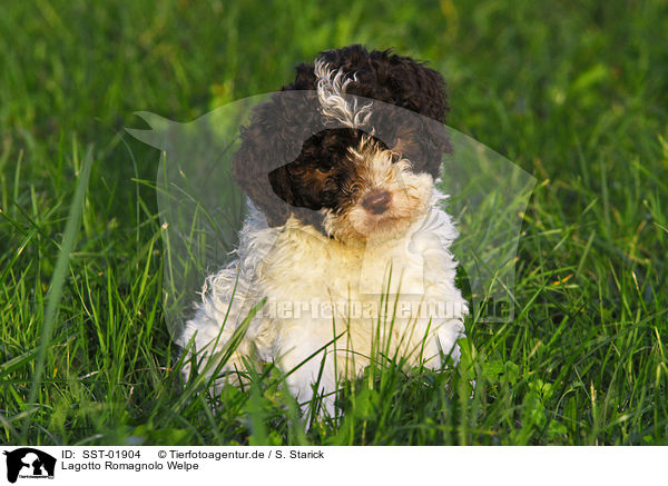 Lagotto Romagnolo Welpe / puppies / SST-01904