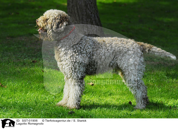 Lagotto Romagnolo / Lagotto Romagnolo / SST-01906