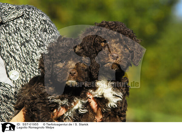 Lagotto Romagnolo Welpe / puppy / SST-01955