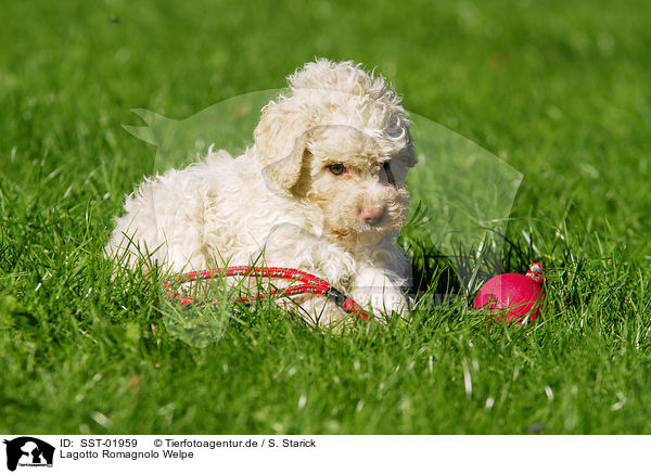 Lagotto Romagnolo Welpe / puppy / SST-01959