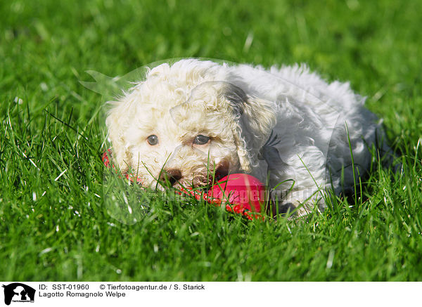 Lagotto Romagnolo Welpe / puppy / SST-01960