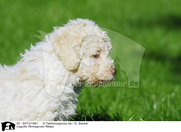 Lagotto Romagnolo Welpe / puppy / SST-01961