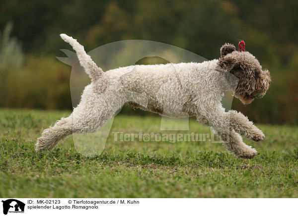 spielender Lagotto Romagnolo / playing Lagotto Romagnolo / MK-02123