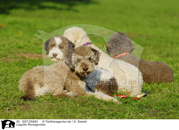 Lagotto Romagnolos / Lagotto Romagnolos / SST-05883