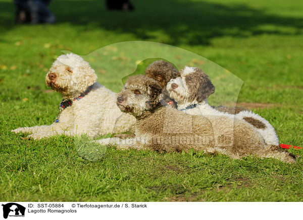 Lagotto Romagnolos / Lagotto Romagnolos / SST-05884