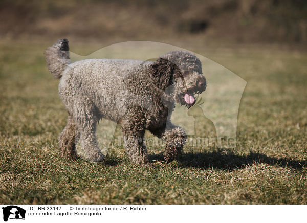 rennender Lagotto Romagnolo / running Lagotto Romagnolo / RR-33147