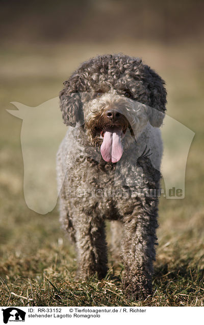 stehender Lagotto Romagnolo / standing Lagotto Romagnolo / RR-33152