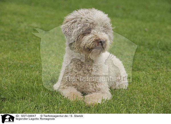 liegender Lagotto Romagnolo / lying Lagotto Romagnolo / SST-08847