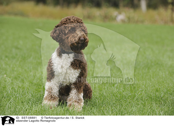 sitzender Lagotto Romagnolo / sitting Lagotto Romagnolo / SST-08881