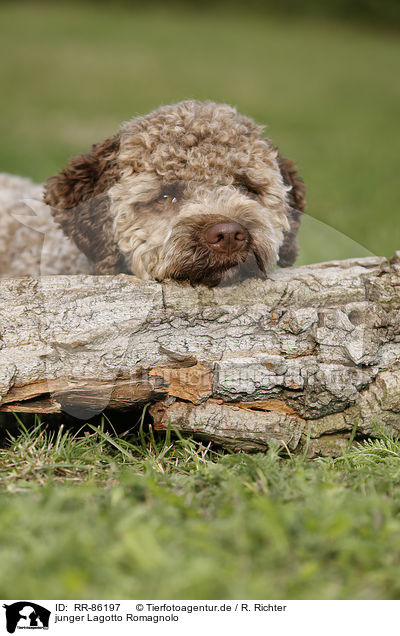 junger Lagotto Romagnolo / young Lagotto Romagnolo / RR-86197