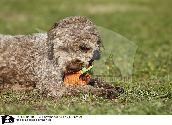 junger Lagotto Romagnolo / young Lagotto Romagnolo / RR-86205