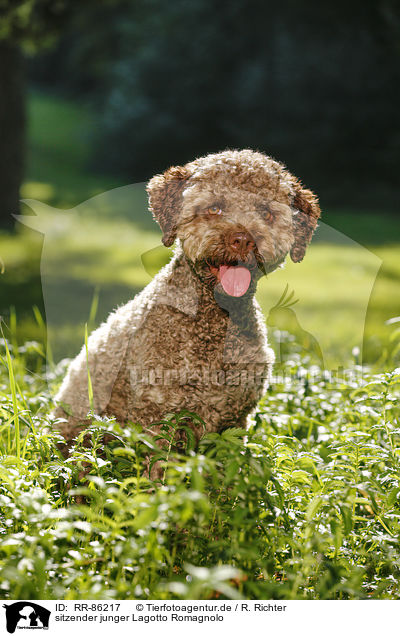 sitzender junger Lagotto Romagnolo / sitting young Lagotto Romagnolo / RR-86217