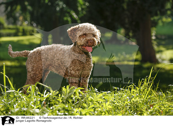 junger Lagotto Romagnolo / young Lagotto Romagnolo / RR-86221