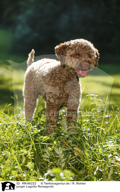 junger Lagotto Romagnolo / young Lagotto Romagnolo / RR-86222