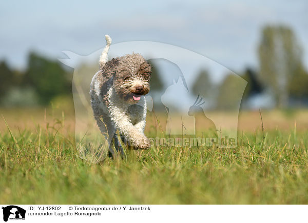 rennender Lagotto Romagnolo / running Lagotto Romagnolo / YJ-12802