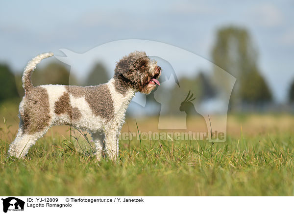 Lagotto Romagnolo / Lagotto Romagnolo / YJ-12809