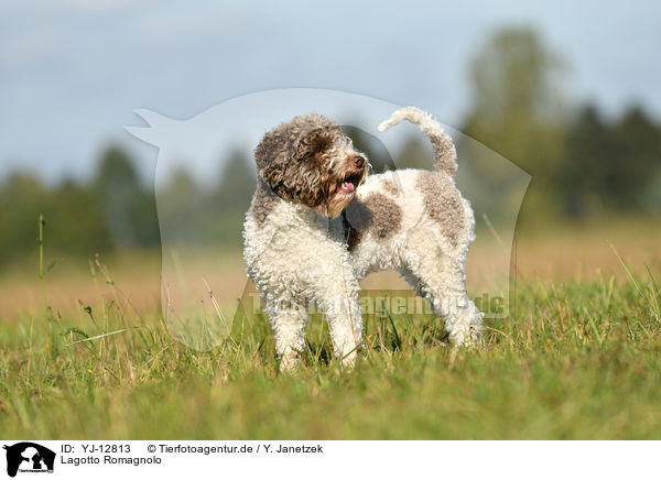 Lagotto Romagnolo / Lagotto Romagnolo / YJ-12813