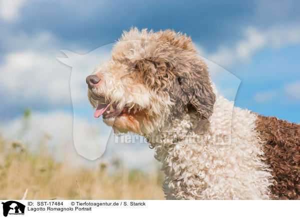 Lagotto Romagnolo Portrait / Lagotto Romagnolo Portrait / SST-17484