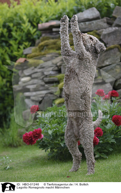 Lagotto Romagnolo macht Mnnchen / begging Lagotto Romagnolo / HBO-01246