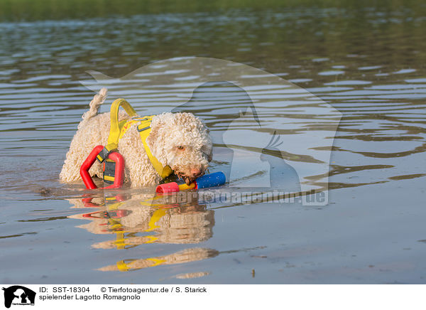 spielender Lagotto Romagnolo / playing Lagotto Romagnolo / SST-18304