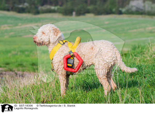 Lagotto Romagnolo / Lagotto Romagnolo / SST-18306