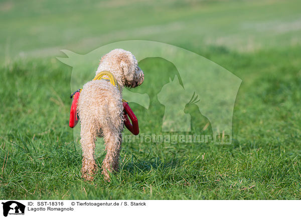 Lagotto Romagnolo / Lagotto Romagnolo / SST-18316