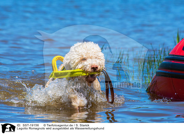 Lagotto Romagnolo wird ausgebildet als Wasserrettungshund / Lagotto Romagnolor is trained as a water rescue dog / SST-19156