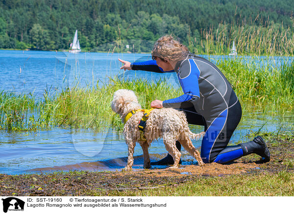 Lagotto Romagnolo wird ausgebildet als Wasserrettungshund / Lagotto Romagnolor is trained as a water rescue dog / SST-19160