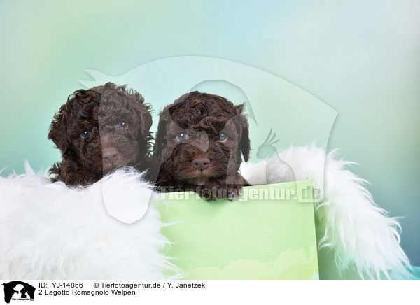 2 Lagotto Romagnolo Welpen / 2 Lagotto Romagnolo Puppies / YJ-14866