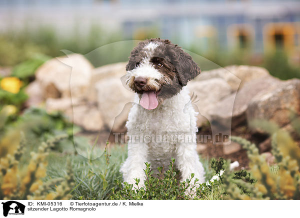 sitzender Lagotto Romagnolo / sitting Lagotto Romagnolo / KMI-05316