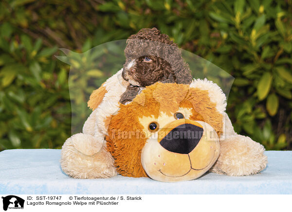 Lagotto Romagnolo Welpe mit Plschtier / Lagotto Romagnolo Puppy with soft toy / SST-19747