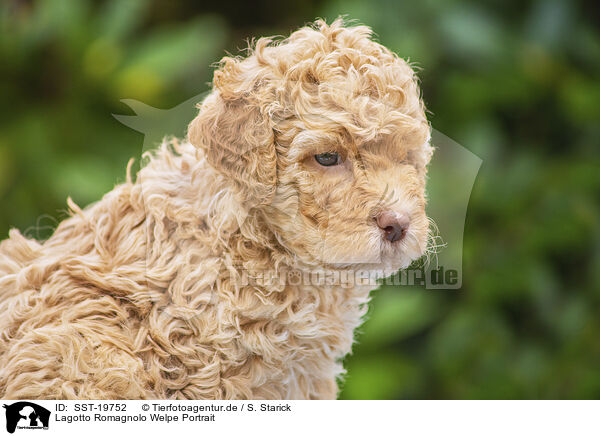 Lagotto Romagnolo Welpe Portrait / Lagotto Romagnolo Puppy portrait / SST-19752