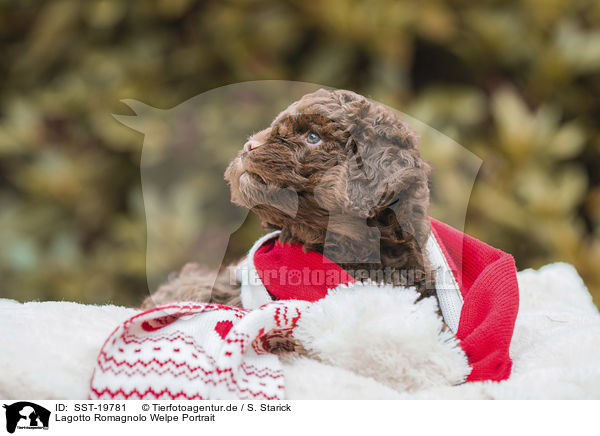 Lagotto Romagnolo Welpe Portrait / Lagotto Romagnolo puppy portrait / SST-19781