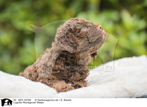 Lagotto Romagnolo Welpe / Lagotto Romagnolo puppy / SST-19795