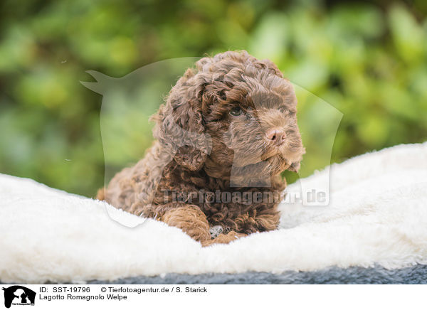 Lagotto Romagnolo Welpe / Lagotto Romagnolo puppy / SST-19796