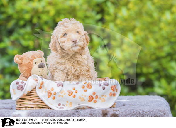 Lagotto Romagnolo Welpe im Krbchen / Lagotto Romagnolo Puppy in a basket / SST-19867