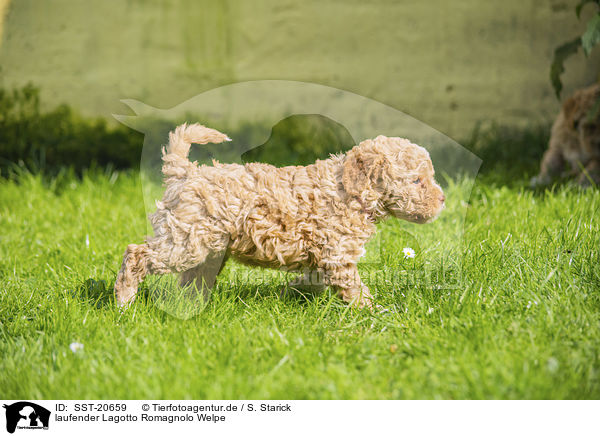 laufender Lagotto Romagnolo Welpe / walking Lagotto Romagnolo Puppy / SST-20659