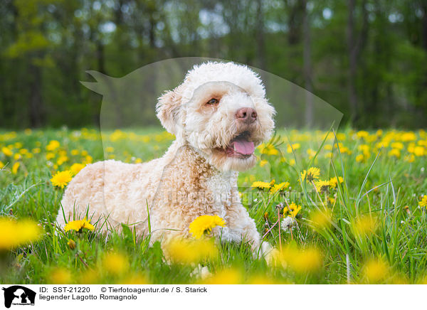 liegender Lagotto Romagnolo / lying Lagotto Romagnolo / SST-21220