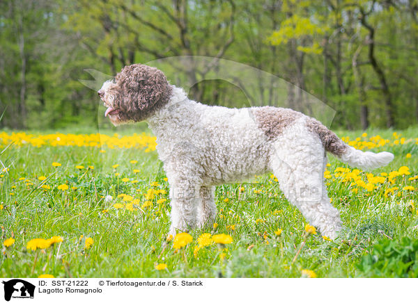 Lagotto Romagnolo / Lagotto Romagnolo / SST-21222