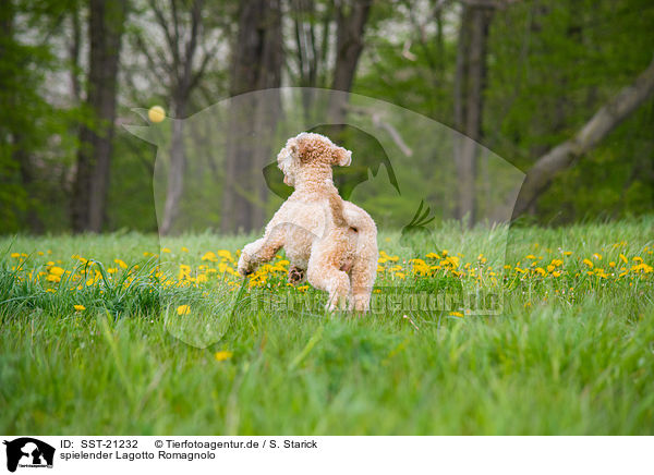 spielender Lagotto Romagnolo / playing Lagotto Romagnolo / SST-21232